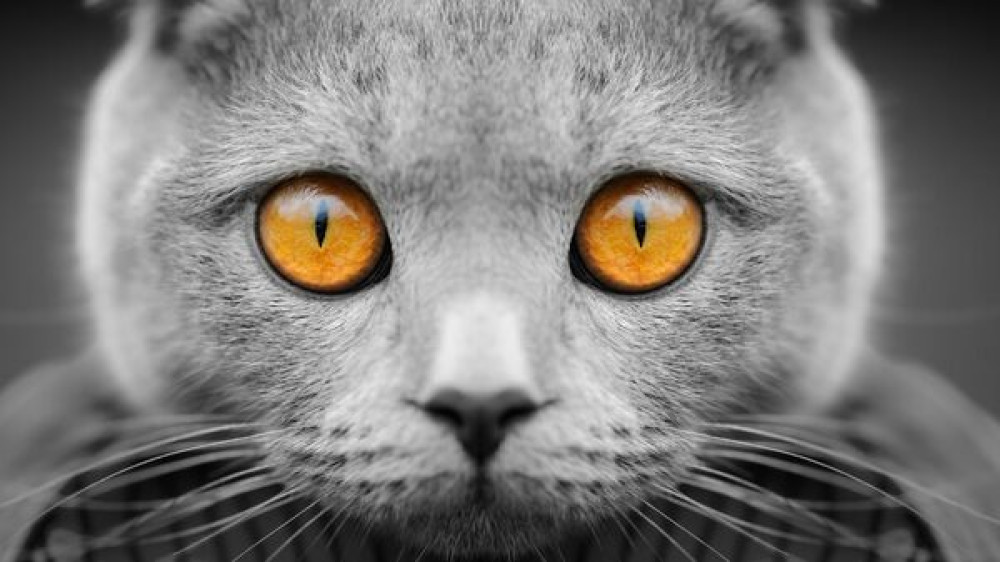 КОШКИ КОШКИ